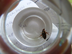 Platambus maculatus