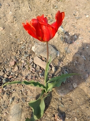 Tulipa