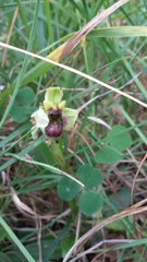 Ophrys bombyliflora