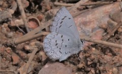 Celastrina echo sidara