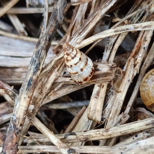 Small Pointed Snail