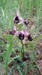 Ophrys bertolonii