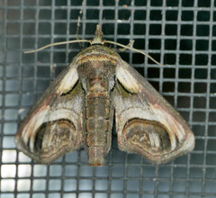 Paectes oculatrix