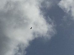 Haliaeetus albicilla