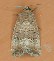 Elaphria fuscimacula