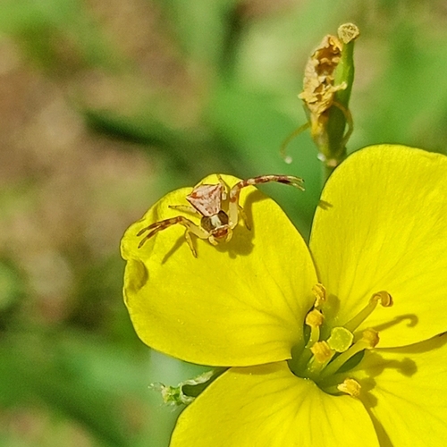 Heather crab spider