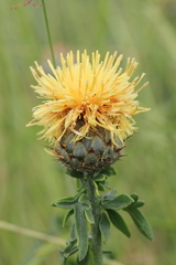 Centaurea collina