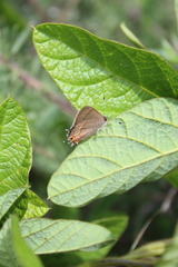 Electrostrymon guzanta