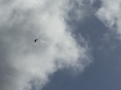 Haliaeetus albicilla