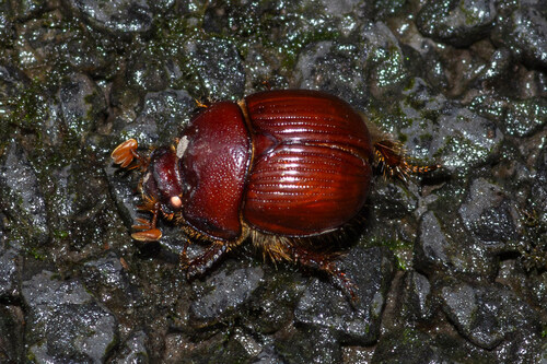 Bolbotrypes davidi