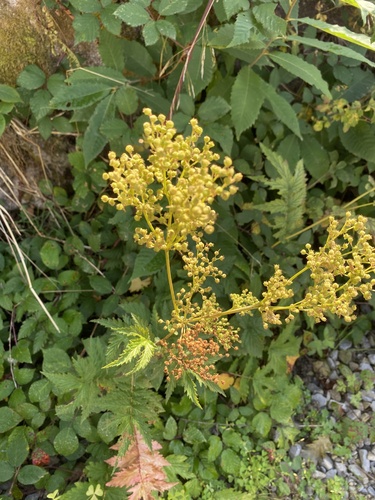 Meadowsweet
