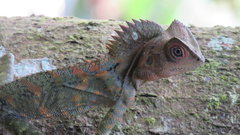 Chameleon Forest Dragon photo 2