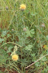Centaurea collina