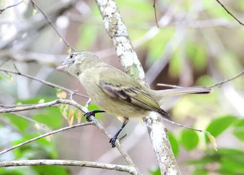 Rough-legged Tyrannulet