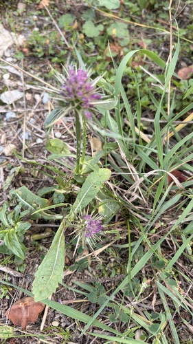 wild teasel