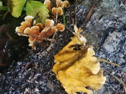 hairy curtain crust