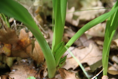 Colchicum umbrosum