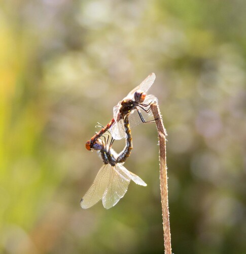 Variegated Meadowhawk photo 4