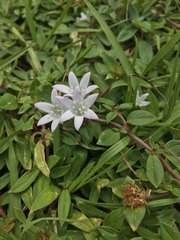 Richardia grandiflora