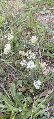 wild carrot