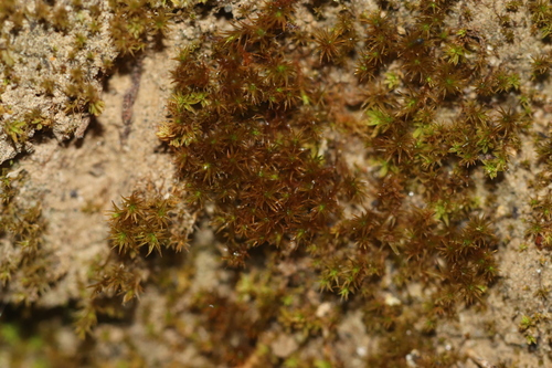 Vinealobryum vineale observed 2026-10-03