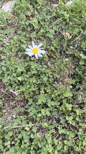 scentless mayweed