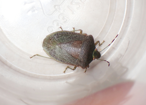Southern Green Stink Bug
