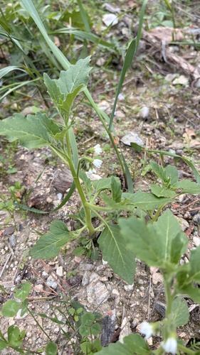 green nightshade