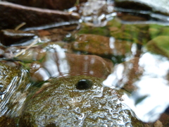 Ancylus fluviatilis