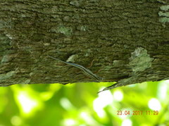 Sphenomorphus sanctus