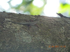 Sphenomorphus sanctus