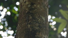 Sphenomorphus sanctus