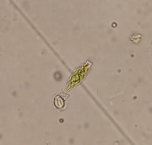 Monomorphina pyrum