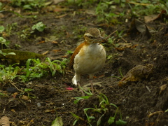 Furnarius leucopus cinnamomeus