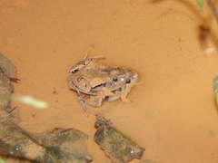 Microhyla achatina