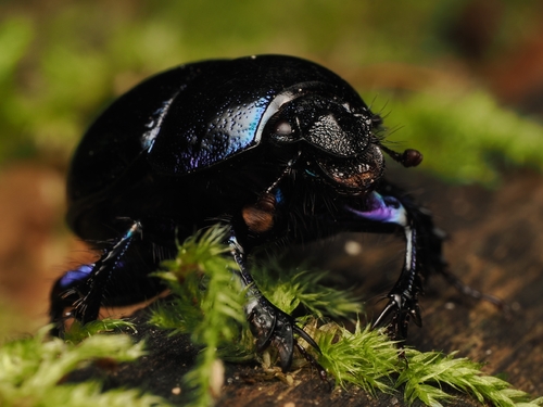Woodland Dor Beetle