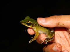 Odorrana hosii