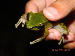 Odorrana hosii