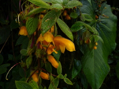 Columnea strigosa