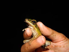 Odorrana hosii