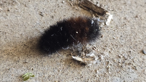 Isabella Tiger Moth