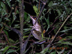 Odorrana hosii
