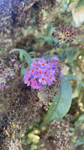 Butterfly bush