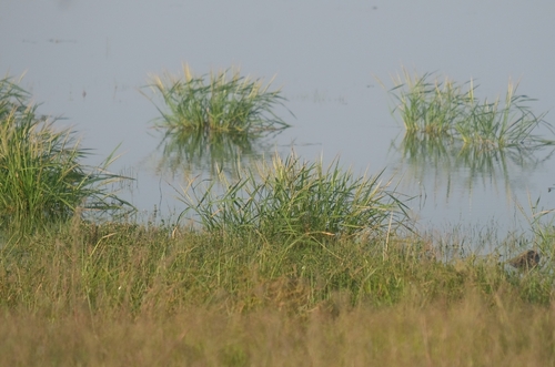 Oryza rufipogon observed 2026-10-04