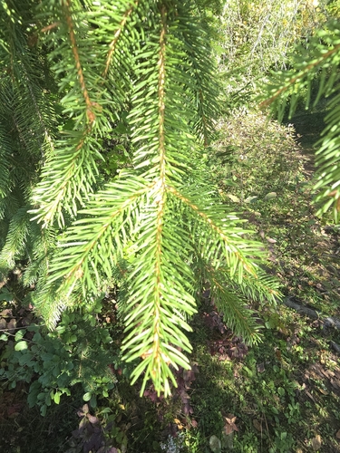 Norway spruce