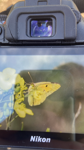Clouded Yellow
