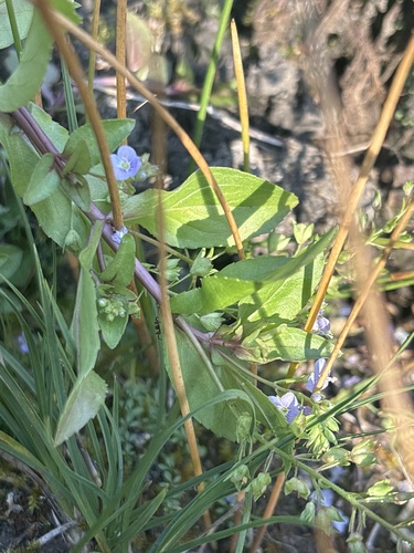 blue water-speedwell