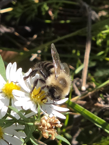 Common Eastern Bumble Bee