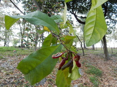 Capparidastrum frondosum