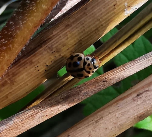 16-spot Ladybird